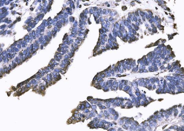 a03291 1 sun2 primary antibodies ihc testing 7