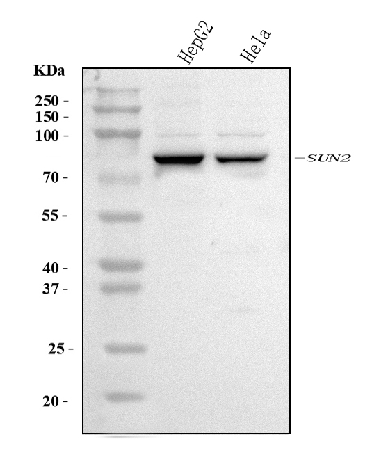 Western blot analysis of SUN2 using anti-SUN2 antibody (A03291-1)