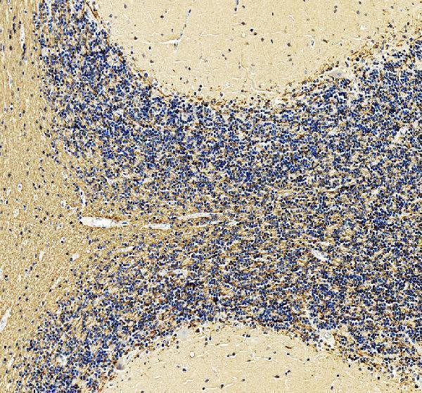 a03294 mog primary antibodies ihc testing 6