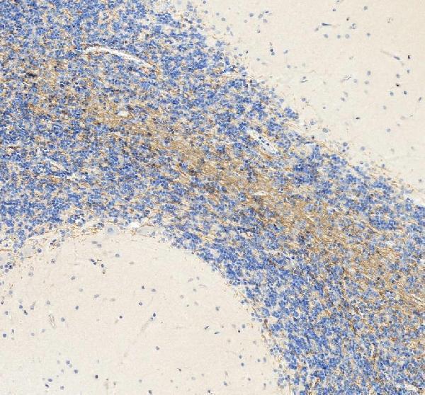 a03294 mog primary antibodies ihc testing 7