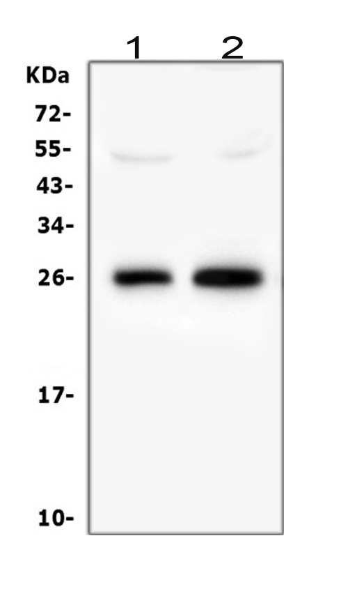 Western blot analysis of Myelin oligodendrocyte glycoprotein using anti-Myelin oligodendrocyte glycoprotein antibody (A03294). Electrophoresis was performed on a 5-20% SDS-PAGE gel at 70V (Stacking gel) / 90V (Resolving gel) for 2-3 hours. The sample well of each lane was loaded with 50ug of sample under reducing conditions. Lane 1: rat brain tissue lysates, Lane 2: mouse brain tissue lysates, After Electrophoresis, proteins were transferred to a Nitrocellulose membrane at 150mA for 50-90 minutes. Blocked the membrane with 5% Non-fat Milk/ TBS for 1.5 hour at RT. The membrane was incubated with rabbit anti-Myelin oligodendrocyte glycoprotein antigen affinity purified polyclonal antibody (Catalog # A03294) at 0.5 μg/mL overnight at 4°C, then washed with TBS-0.1%Tween 3 times with 5 minutes each and probed with a goat anti-rabbit IgG-HRP secondary antibody at a dilution of 1:10000 for 1.5 hour at RT. The signal is developed using an Enhanced Chemiluminescent detection (ECL) kit (Catalog # EK1002) with Tanon 5200 system. A specific band was detected for Myelin oligodendrocyte glycoprotein at approximately 26KD. The expected band size for Myelin oligodendrocyte glycoprotein is at 28KD.