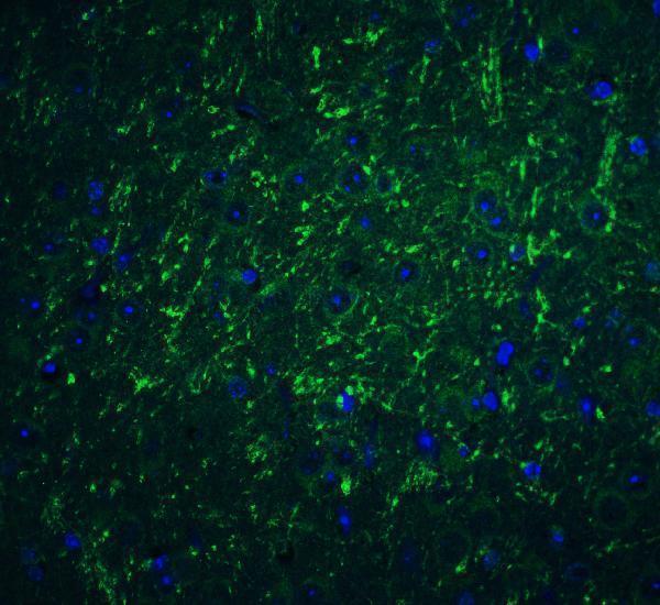 a03295 pdcd1lg2 primary antibodies if testing 8