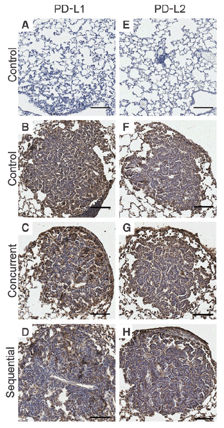 a03295 pdcd1lg2 primary antibodies ihc testing 9