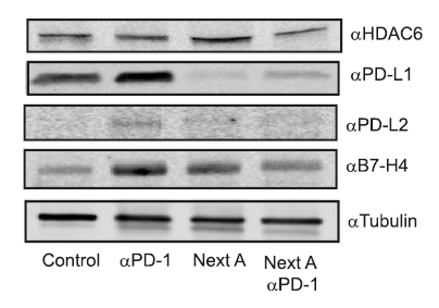 a03295 pdcd1lg2 primary antibodies wb testing 10
