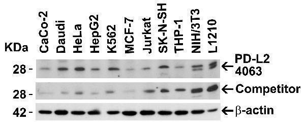 Independent Antibody Validation (IAV) via Protein Expression Profile in Human and Mouse Cell Lines
Loading: 15 μg of lysates per lane