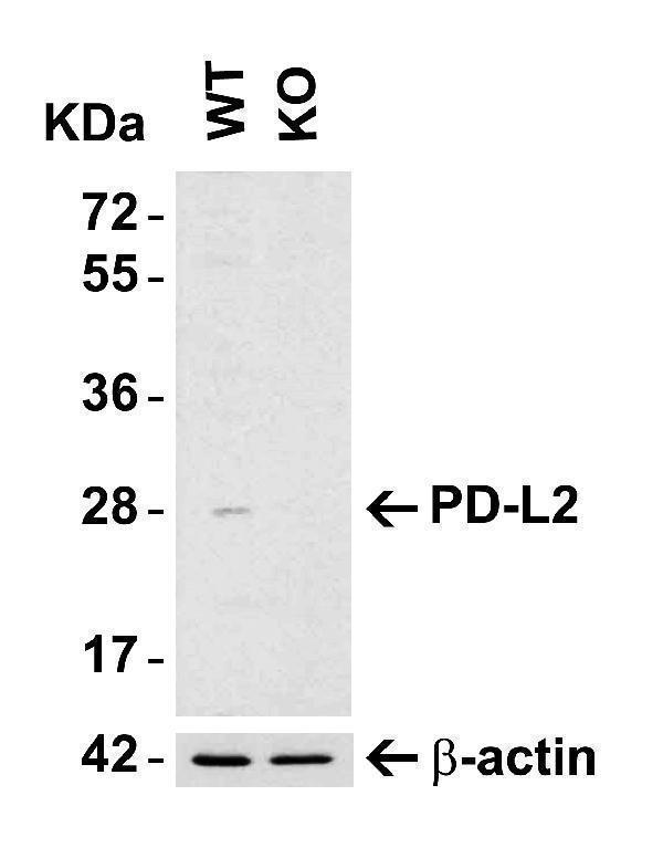 KO Validation in HeLa Cells 
Loading: 15 μg of HeLa WT cell lysates or PD-L2 KO cell lysates