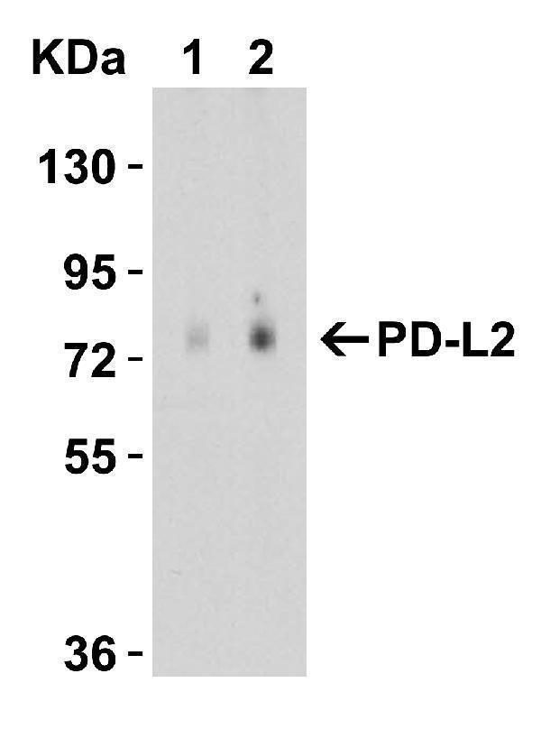 a03295 pdcd1lg2 primary antibodies wb testing 4