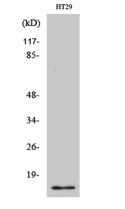 Western Blot analysis of various cells using CRABP-II Polyclonal Antibody