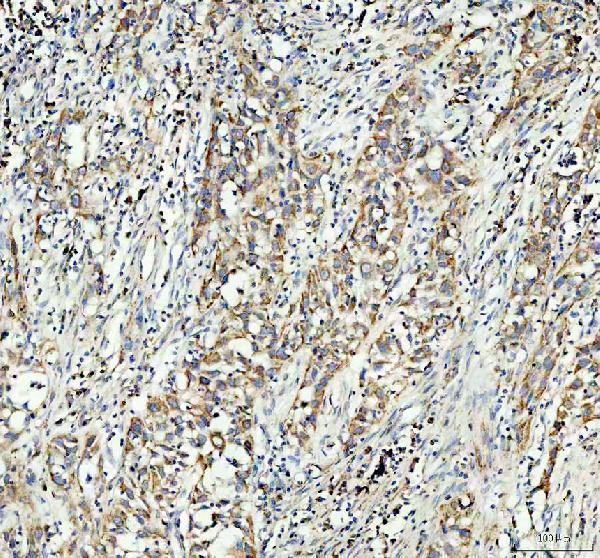 a03298 1 gstm3 primary antibodies ihc testing 1