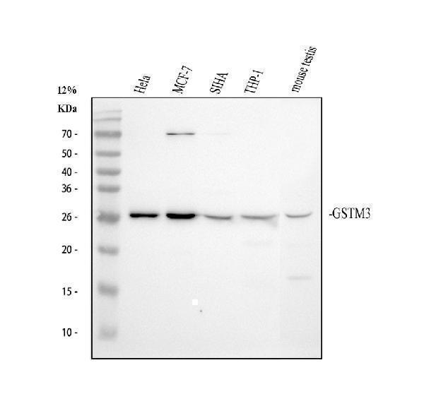 a03298 1 gstm3 primary antibodies wb testing 1
