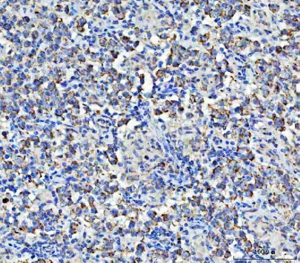 a03302 2 asns primary antibodies ihc testing 4