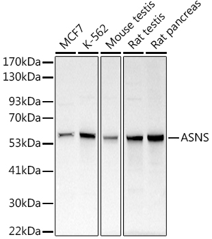 a03302 asns primary antiboties wb testing 1