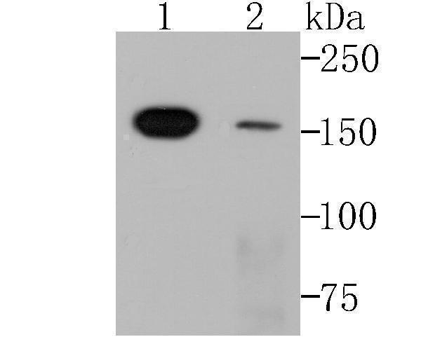 a03303 1 smarcc1 primary antiboties wb testing 1