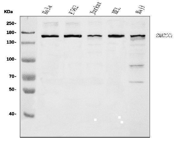  Western blot analysis of SMARCC1/BAF155 using anti-SMARCC1/BAF155 antibody (A03303-3)