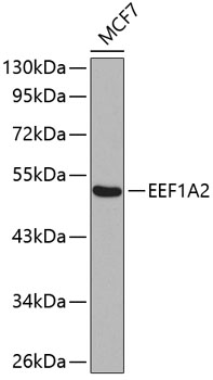 a03304 eef1a2 primary antiboties wb testing 1