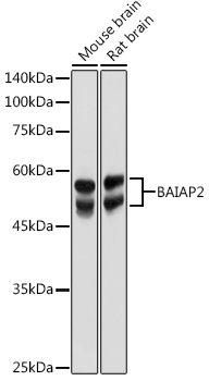 a03306 baiap2 primary antiboties wb testing 1