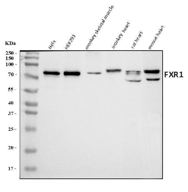  Western blot analysis of FXR1 using anti-FXR1 antibody (A03308-2)