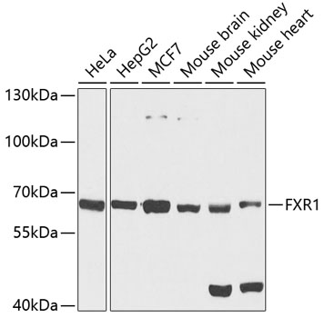 a03308 fxr1 primary antiboties wb testing 1