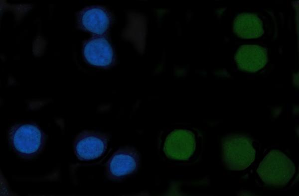 IF analysis of CENPF using anti-CENPF antibody (A03311-1)