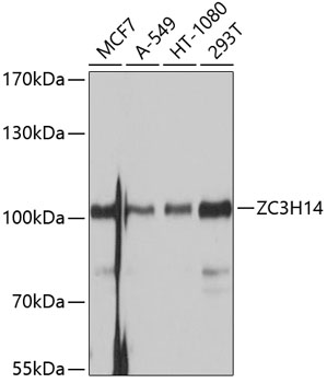 Western blot analysis of extracts of various cell lines, using ZC3H14 antibody  at 1:1000 dilution