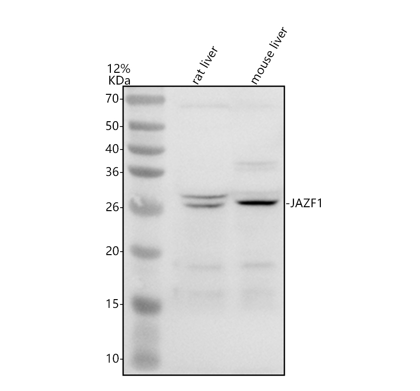 a03314 3 jazf1 primary antibodies wb testing 1