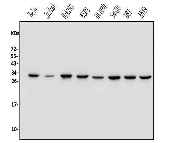 a03315 3 phb2 primary antibodies wb testing 1