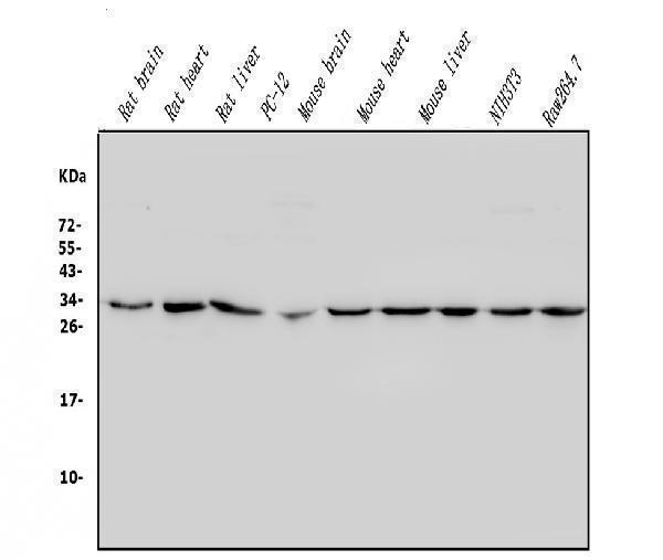 a03315 3 phb2 primary antibodies wb testing 2