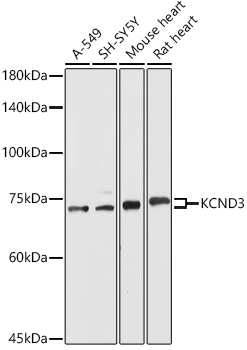 a03317 1 kcnd3 primary antiboties wb testing 1