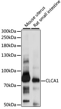 a03318 clca1 primary antiboties wb testing 1