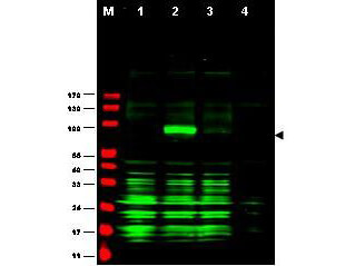 a03320 ajuba primary antibodies wb testing 1