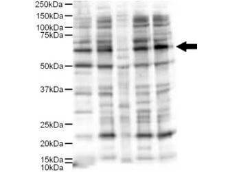 a03320 ajuba primary antibodies wb testing 3