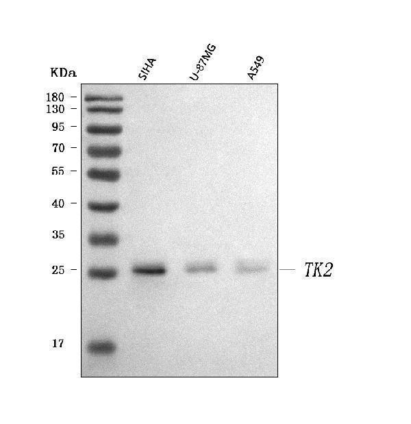 a03321 1 tk2 primary antibodies wb testing 1
