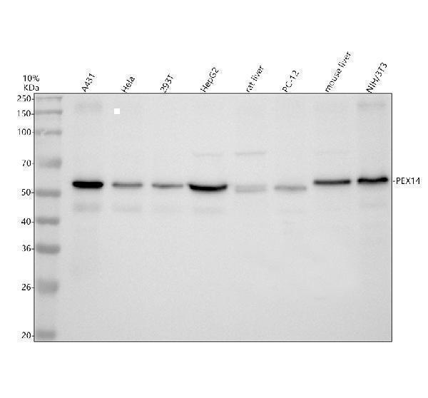 Western blot analysis of PEX14 using anti-PEX14 antibody (A03327-3)