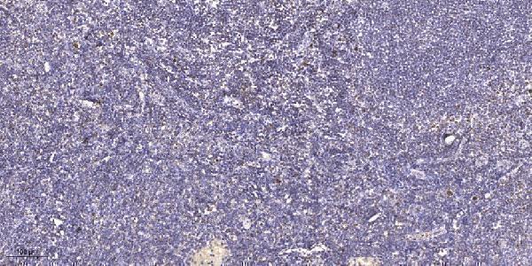 Immunohistochemical analysis of paraffin-embedded human tonsil
