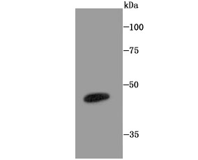 a03331 1 nr1h3 primary antiboties wb testing 1