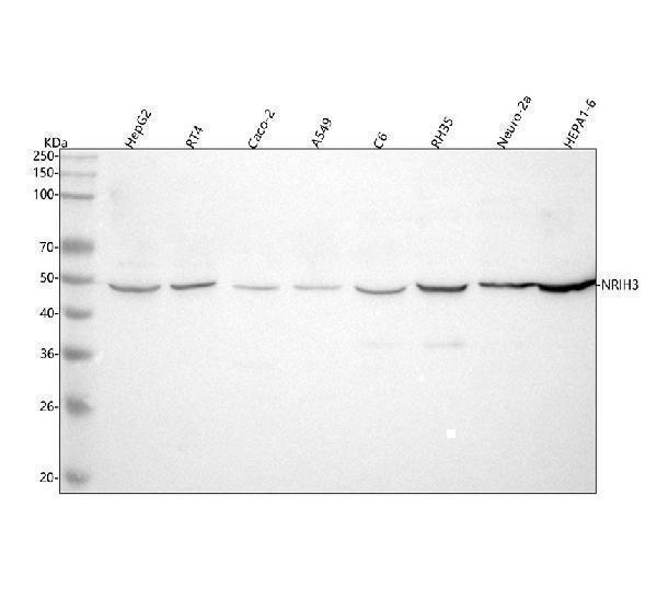  Western blot analysis of NR1H3 using anti-NR1H3 antibody (A03331-3)