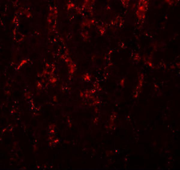 Immunofluorescence of LXR-A in rat liver tissue with LXR-A antibody at 20 μg/mL