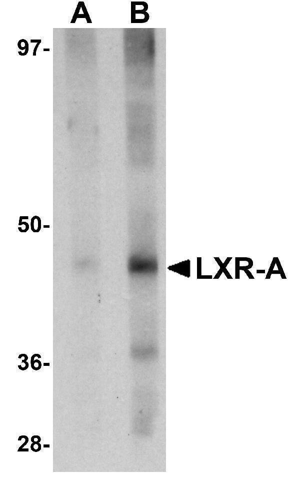 Western blot analysis of LXR-A in rat liver tissue lysate with LXR-A antibody at (A) 1 and (B) 2 μg/mL