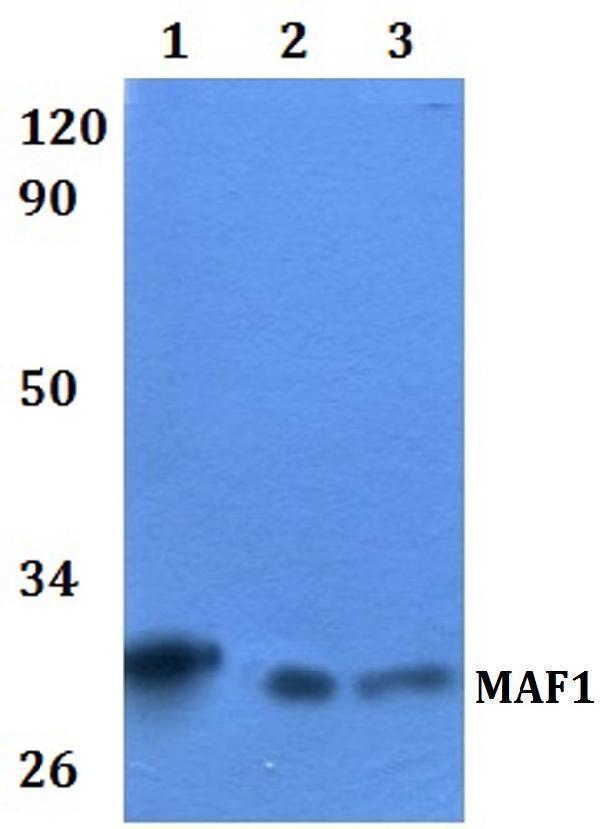 Western blot (WB) analysis of MAF1 polyclonal antibody at 1:500 dilution  Lane1:HEK293T whole cell lysate
Lane2:RAW264