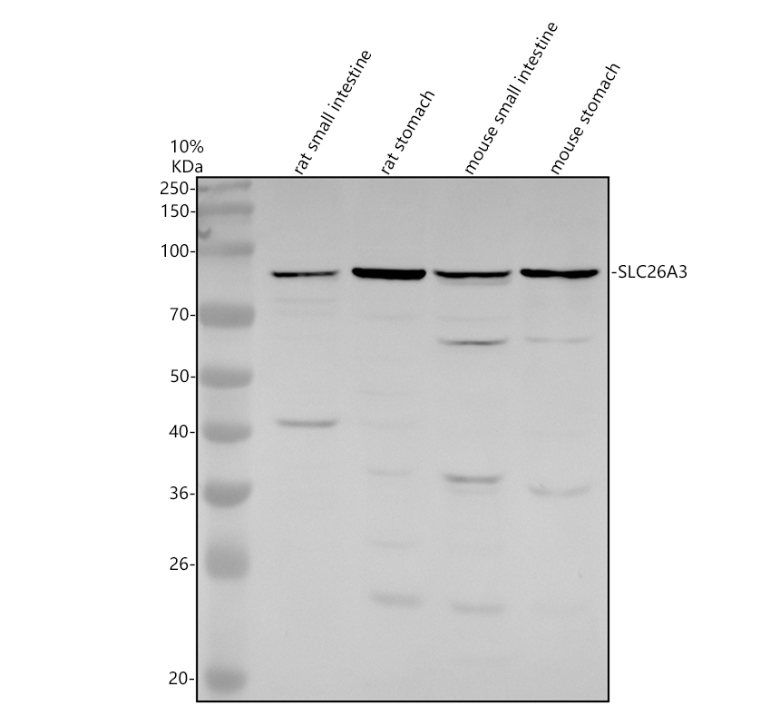 a03335 2 slc26a3 primary antibodies wb testing 1
