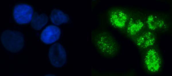  IF analysis of ELL using anti-ELL antibody (A03336-1)