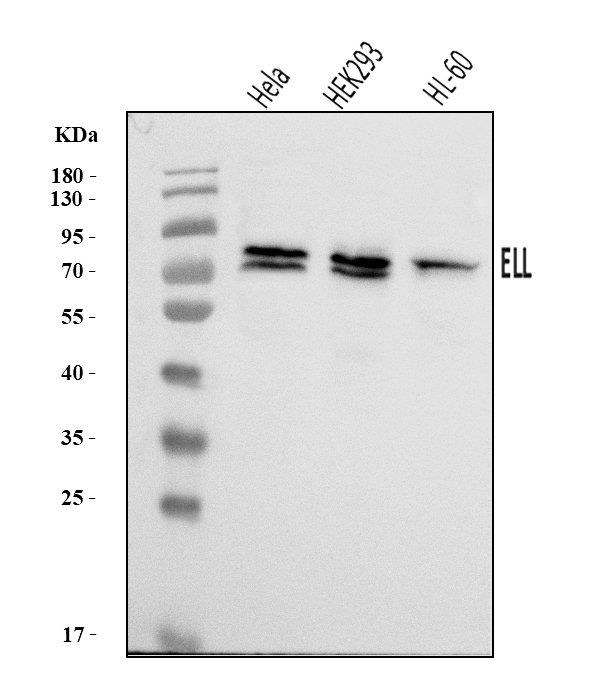  Western blot analysis of ELL using anti-ELL antibody (A03336-1)
