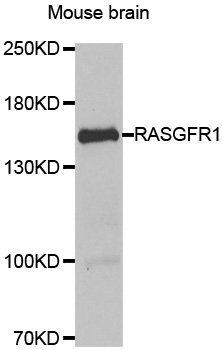 a03338 2 rasgrf1 primary antiboties wb testing 1
