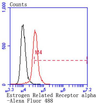 Flow cytometric analysis of Hela cells with Estrogen Related Receptor alpha antibody at 1/50 dilution (red) compared with an unlabelled control (cells without incubation with primary antibody; black)