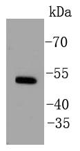 Western blot analysis of Estrogen Related Receptor alpha on MCF-7 cell lysates using anti-Estrogen Related Receptor alpha antibody at 1/1,000 dilution