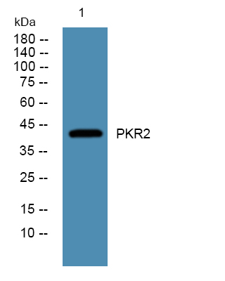 a03340 prokr2 primary antibodies wb testing 1