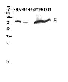 a03341 ik primary antibodyes wb testing 1