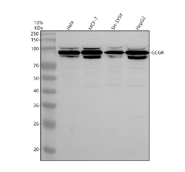 a03342 2 gcgr primary antibodies wb testing 1