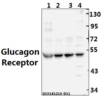 a03342 gcgr primary antiboties wb testing 1