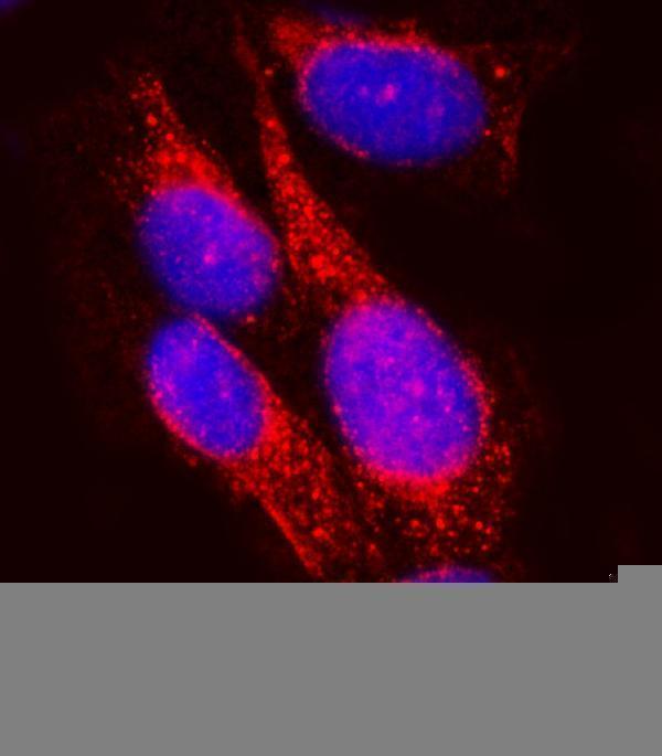a03343 2 sel1l primary antibodies if testing 4